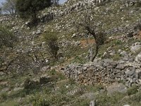 GR, Crete, Lasithi, Exo Poutami 8, Saxifraga-Willem van Kruijsbergen